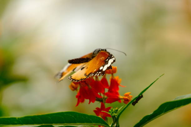 istock Danaus chrysippus butterfly at the garden with selective focus and blurry background 1550132184