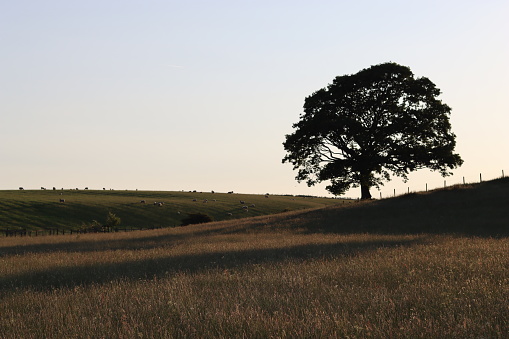 Single oak tree in a countryside hay meadow, in silhouette in golden evening sunlight