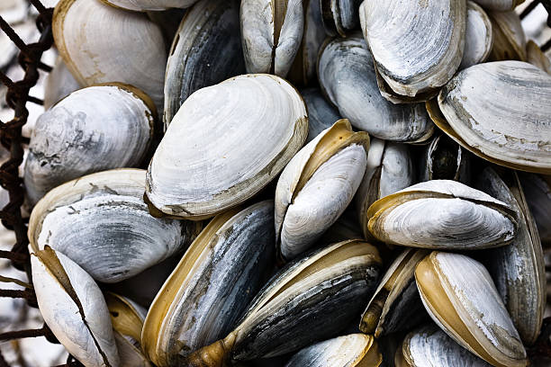 istock Pile of Clams 155013393