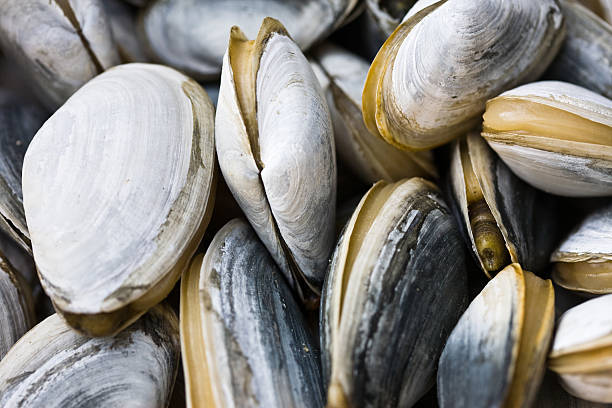 A close up of steamer clams and quahogs freshly caught on Cape Cod