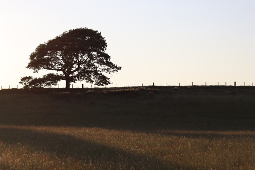 Single oak tree in a countryside hay meadow, in silhouette in golden evening sunlight