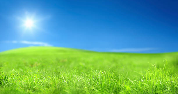 green landscape over sunny sky close up shot of green grass over sunny sky.

Please see some similar pictures from my portfolio: 
[url=/file_closeup.php?id=18037791][img]/file_thumbview_approve.php?size=2&id=18037791[/img][/url]
[url=/file_closeup.php?id=7025300][img]/file_thumbview_approve.php?size=2&id=7025300[/img][/url]
[url=/file_closeup.php?id=15105128][img]/file_thumbview_approve.php?size=2&id=15105128[/img][/url]
[url=/file_closeup.php?id=12600812][img]/file_thumbview_approve.php?size=2&id=12600812[/img][/url]
[url=/file_closeup.php?id=12726243][img]/file_thumbview_approve.php?size=2&id=12726243[/img][/url]
[url=/file_closeup.php?id=15496138][img]/file_thumbview_approve.php?size=2&id=15496138[/img][/url]
[url=/file_closeup.php?id=16883393][img]/file_thumbview_approve.php?size=2&id=16883393[/img][/url]
[url=/file_closeup.php?id=11861398][img]/file_thumbview_approve.php?size=2&id=11861398[/img][/url]
[url=/file_closeup.php?id=12180300][img]/file_thumbview_approve.php?size=2&id=12180300[/img][/url] leath stock pictures, royalty-free photos & images