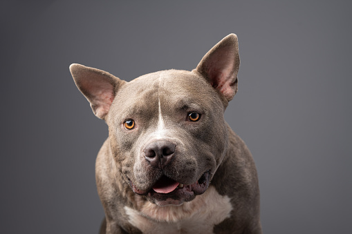 American Bully dog on the grey background