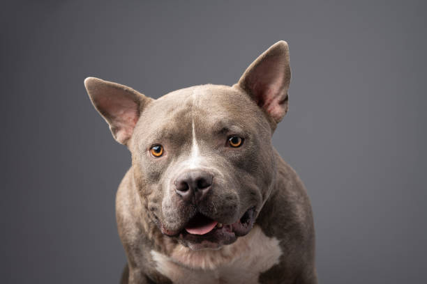 American Bully dog on the grey background American Bully dog on the grey background american bully dog stock pictures, royalty-free photos & images