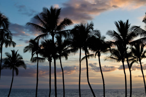 istock Sunset and Palm Tree silhouettes on Maui, Hawaii 155013782