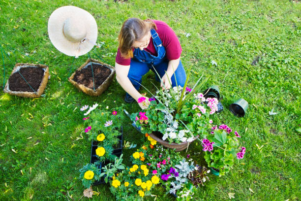 istock Woman Filling Planters With Flowers 155013810