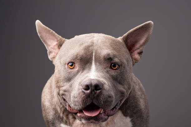 American Bully dog on the grey background American Bully dog on the grey background american bully dog stock pictures, royalty-free photos & images