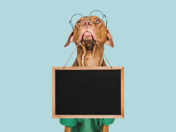 istock Lovable, pretty brown puppy. Isolated background. Closeup 1550140678