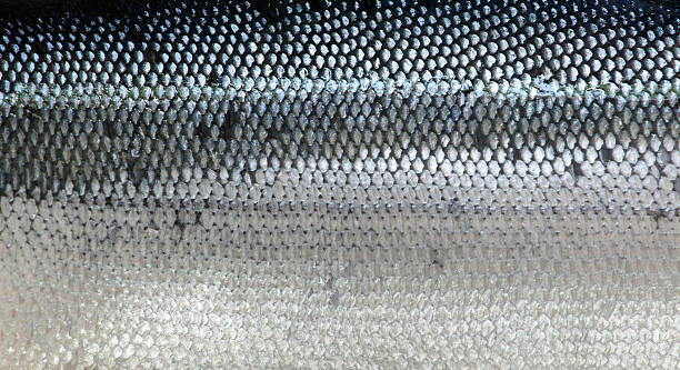 Closeup of salmon skin background stock photo