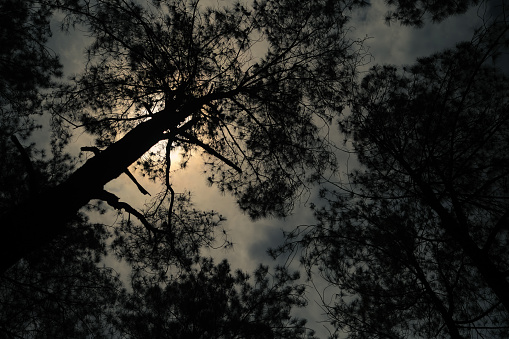 Silhouette, bottom view branches of pine tree. Atmospheric landscape, nature, climate and seasons.