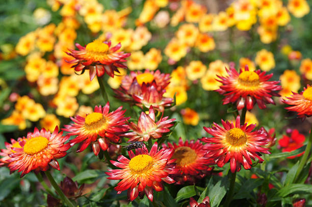 red strawflowers - nemesia fruticans - fotografias e filmes do acervo