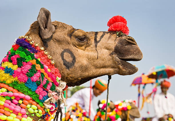 farbenfrohe einrichtung camel puskar fair indien - camel fair stock-fotos und bilder