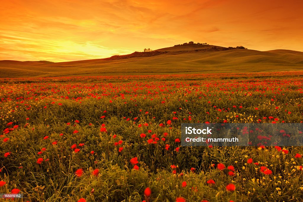 Mohn Feld im Sonnenuntergang in der Toskana - Lizenzfrei Abenddämmerung Stock-Foto