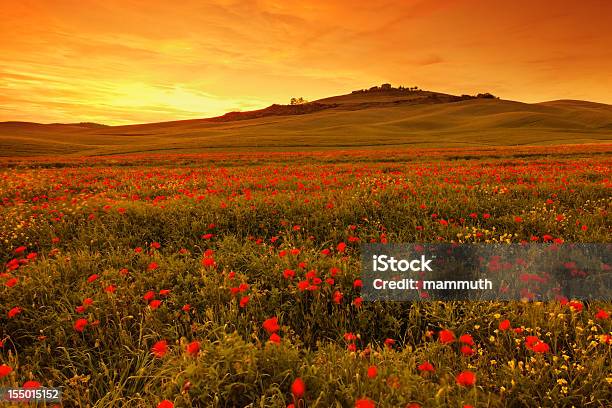 Mohn Feld Im Sonnenuntergang In Der Toskana Stockfoto und mehr Bilder von Abenddämmerung - Abenddämmerung, Agrarbetrieb, Anhöhe