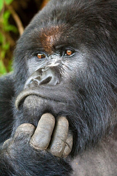 gorilla dalla schiena d'argento ritratto - gorilla safari animals wildlife photography foto e immagini stock