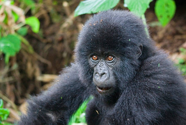 baby gorilla - virunga national park zdjęcia i obrazy z banku zdjęć