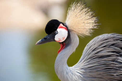 Front face of White-naped Crane in flock of Red-crowned Cranes on snow