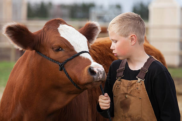 istock Farmer boy wearing overalls leading his calf 155016097
