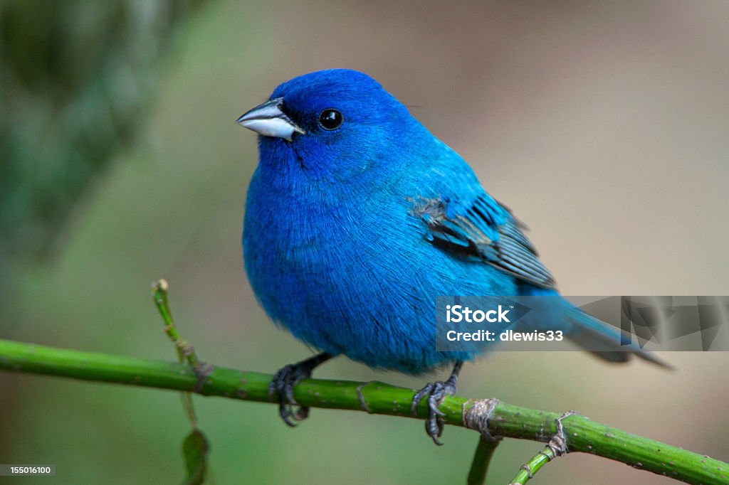 Bluebird sobre verde de vástago en Arkansas wild - Foto de stock de Azulillo norteño libre de derechos