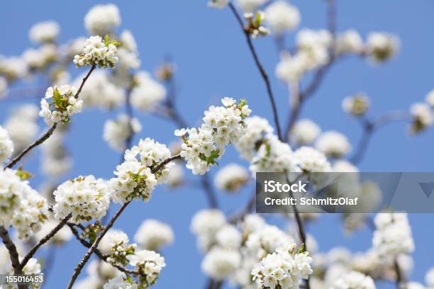 Desabrochando Árvores De Cerejeira Na Primavera - Fotografias de stock e mais imagens de Agricultura - Agricultura, Beleza, Beleza natural