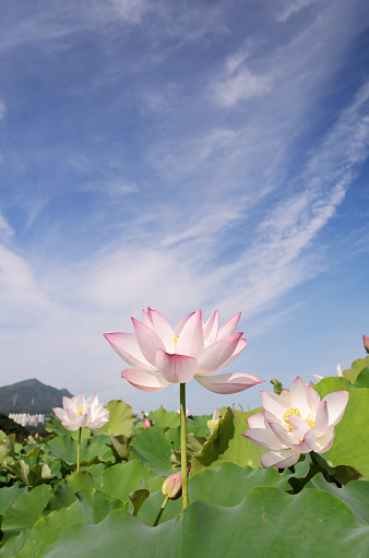 Buddha statue with lily and minerals