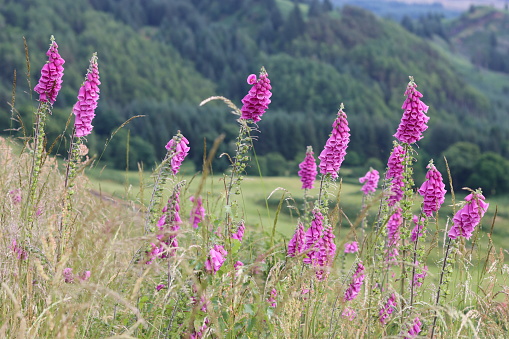 Pink and purple foxgloves in a countryside meadow