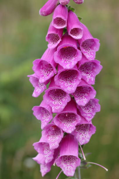 istock Close up of a large pink foxglove 1550170395