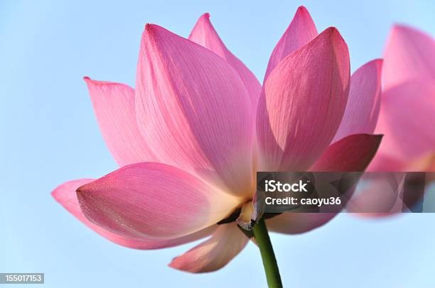 Kwiat Lotosu Kwiat Różowe Kwiaty - zdjęcia stockowe i więcej obrazów Lotos - Lotos, Tło, Kwiat - Roślina