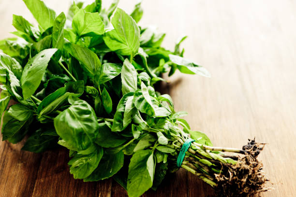 Freshly picked bunch of basil on wooden table