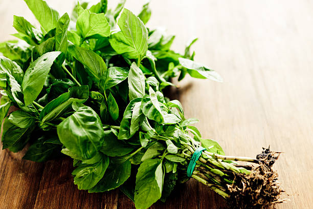 Freshly picked bunch of basil on wooden table stock photo