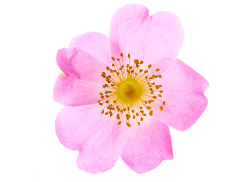 Closeup of light pink flowers of dog rose in mid May