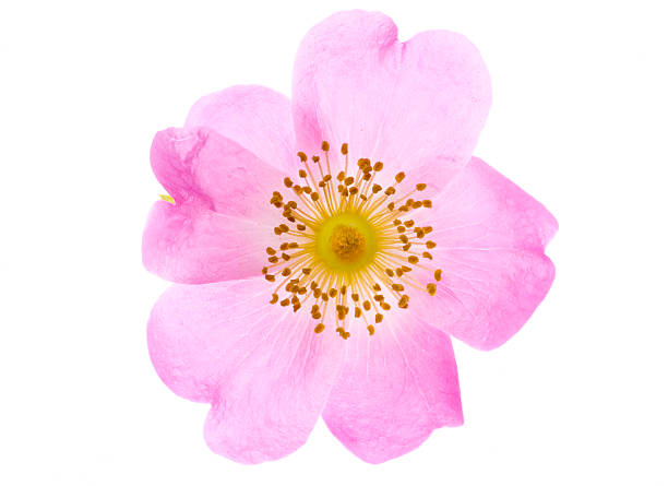wild rosa - isolated on white high key saturated color horizontal - fotografias e filmes do acervo