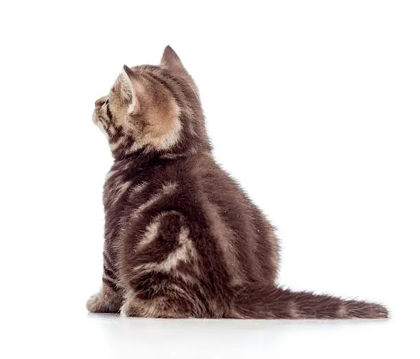 rear view of tabby-cat kitten isolated on white
