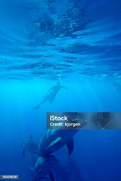 Wild Delfinen Stockfoto und mehr Bilder von Delfin - Delfin, Insel Sansibar, Afrika