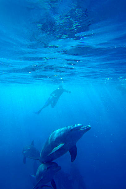 дикие дельфины - dolphin porpoise mammal sea стоковые фото и изображения