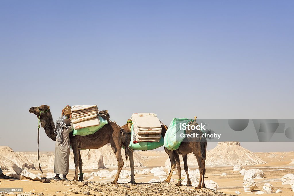 Camel Caravan Camel Caravan on a break in the white desert of egypt Camel Stock Photo