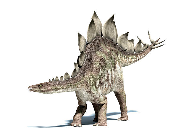 stegosauro di dinosauro con clipping path. - stegosauro foto e immagini stock