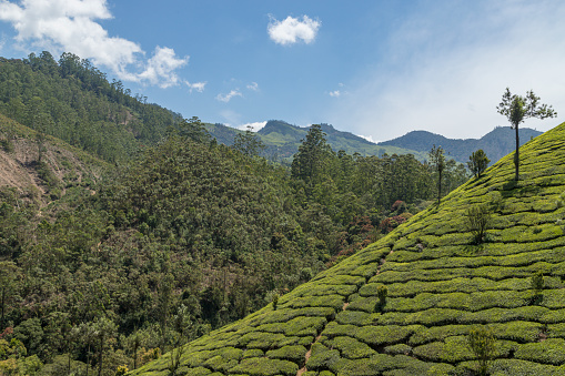 Tea plantations in Munnar, Kerala, India. Beautiful tea plantations landscape