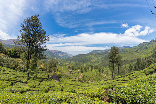 Tea plantations in Munnar, Kerala, India. Beautiful tea plantations landscape