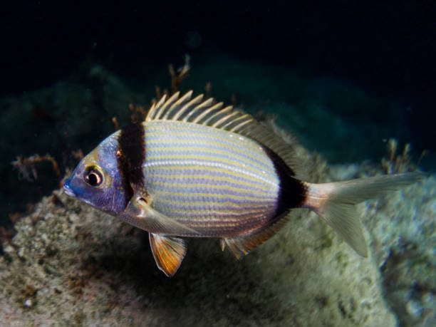 istock Two-banded sea bream at night 1550198533