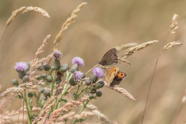 Meadow brown butterflies (Maniola jurtina) in English summer meadow