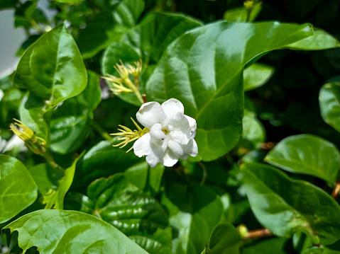 Close up of arabian jasmine, jasminum sambac, flower and leaves, white jasmine tea flower