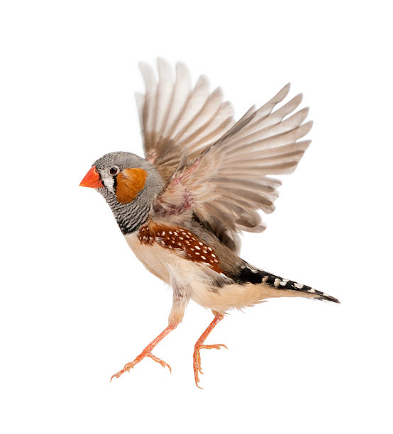 istock Zebra Finch flying, Taeniopygia guttata, against white background 155020607