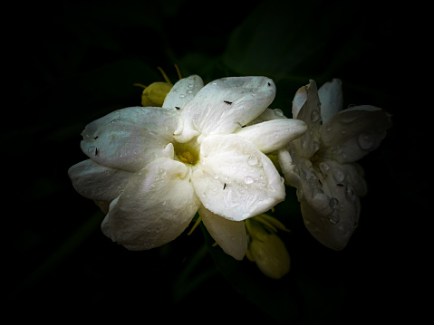 Close up of arabian jasmine, jasminum sambac, flower and leaves, white jasmine tea flower agains dark background