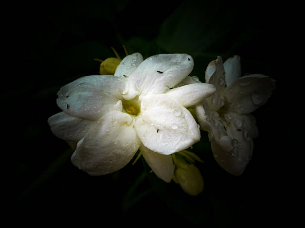 zbliżenie na arabski jaśmin, jasminum wielkolistny, kwiat i liście, biały kwiat herbaty jaśminowej na ciemnym tle - camellia day nobody single flower zdjęcia i obrazy z banku zdjęć