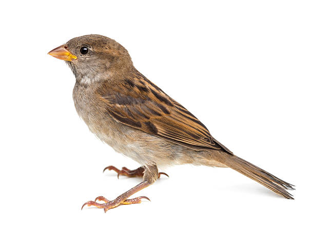 house sparrow against white background - sparrows stockfoto's en -beelden