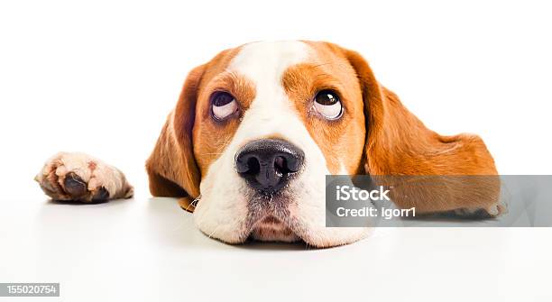 Beagle Head Stock Photo - Download Image Now - Looking Up, Dog, Beagle
