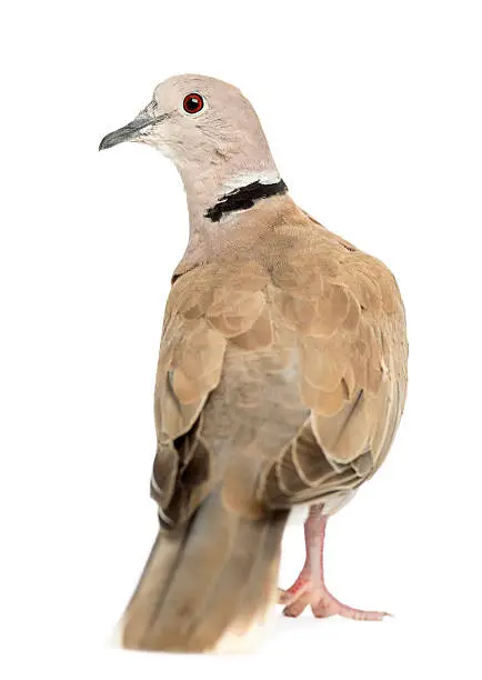 Rear view of Eurasian Collared Dove, Streptopelia decaocto, often called the Collared Dove against white background