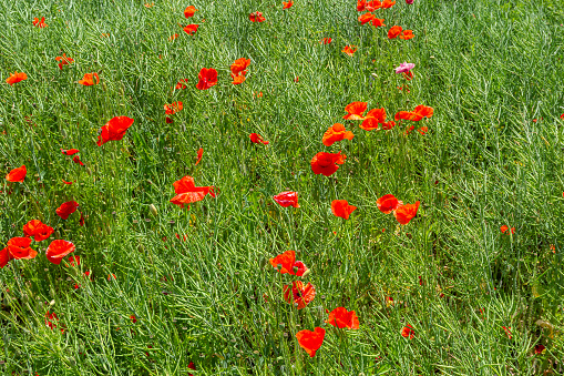 A mix of poppies, cornflowers and lentil plats in the Apennines, Parco nazionale dei Monti Sibillini Umbria