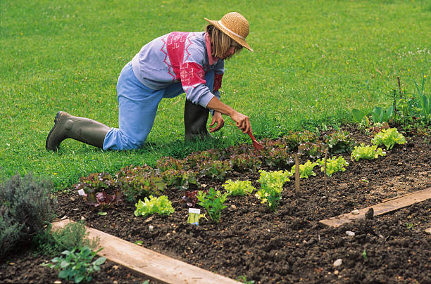 istock Cropping in the Vegetable Garden 155020891